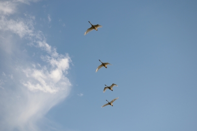 soku_21488.jpg :: 動物 鳥 鳥の群れ 