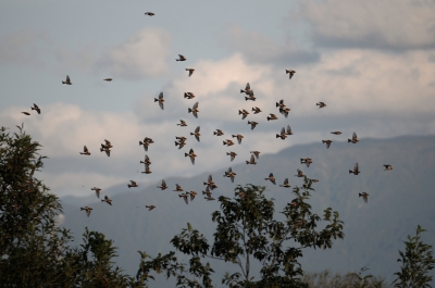 soku_21542.jpg :: 動物 鳥 野山の鳥 鳥の群れ 