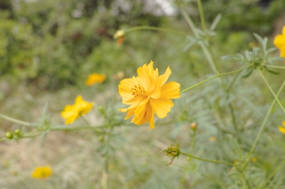 soku_21562.jpg :: 植物 花 黄色い花 