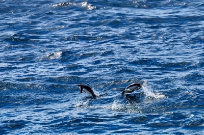 soku_21650.jpg :: アデリーペンギン ジャンプ 海 