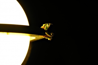 soku_21776.jpg :: 動物 爬虫類 両生類 カエル 光 