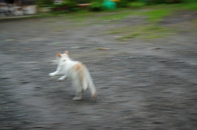 soku_21789.jpg :: 動物 哺乳類 猫 ネコ 