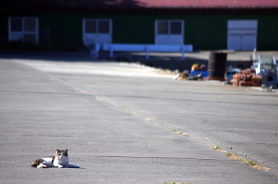 soku_21808.jpg :: ねこちゃん 動物 哺乳類 猫 ネコ 風景 街並み 港 