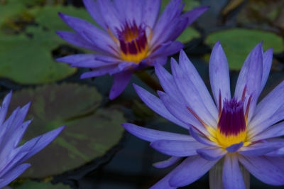 soku_21866.jpg :: 植物 花 紫の花 