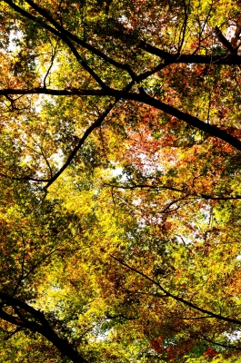 soku_21875.jpg :: 風景 自然 森林 紅葉林 