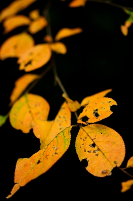 soku_21920.jpg :: 葉っぱ 風景 自然 紅葉 黄色い紅葉 