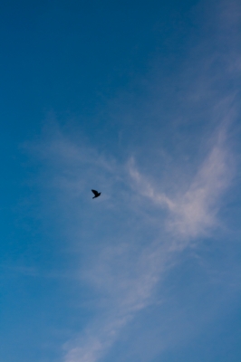 soku_21984.jpg :: 空 雲 鳥 