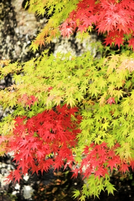 soku_21996.jpg :: 植物 樹木 紅葉 紅緑 