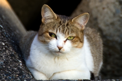 soku_22029.jpg :: 動物 哺乳類 猫 ネコ のら猫 
