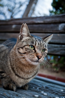 soku_22033.jpg :: 動物 哺乳類 猫 ネコ 