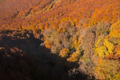 soku_22068.jpg :: 八甲田山 紅葉狩り 風景 自然 紅葉 