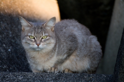 soku_22080.jpg :: 動物 哺乳類 猫 ネコ 野良猫 