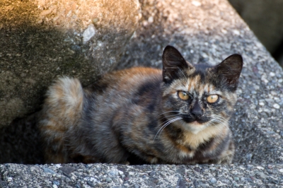 soku_22081.jpg :: 動物 哺乳類 猫 ネコ 野良猫 