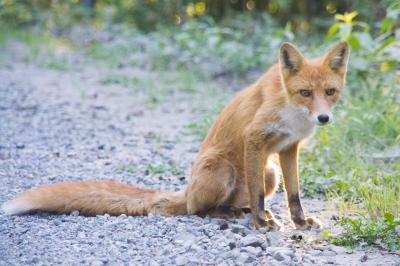 soku_22102.jpg :: 動物 哺乳類 狐 キツネ 