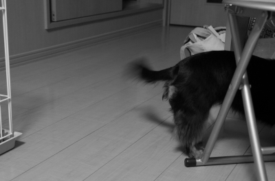 soku_22139.jpg :: 動物 ペット 犬 しっぽ モノクロ 