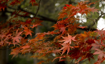 soku_22179.jpg :: 風景 自然 紅葉 赤い紅葉 楓 