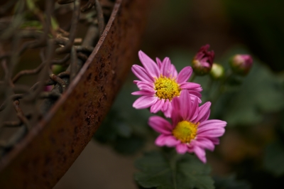 soku_22187.jpg :: 植物 花 ピンクの花 鉄分 