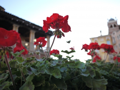 soku_22298.jpg :: 植物 花 赤い花 