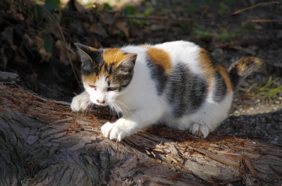 soku_22336.jpg :: 動物 哺乳類 猫 ネコ 