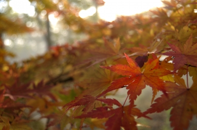 soku_22354.jpg :: 風景 自然 紅葉 山の紅葉 