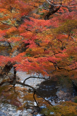 soku_22387.jpg :: 中津峡 風景 自然 紅葉 赤い紅葉 