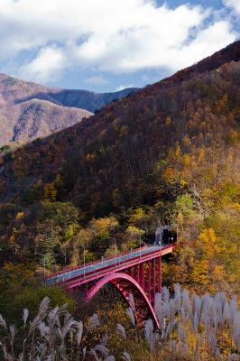 soku_22400.jpg :: 紅葉 アーチ橋 わさび沢 すすき 風景 