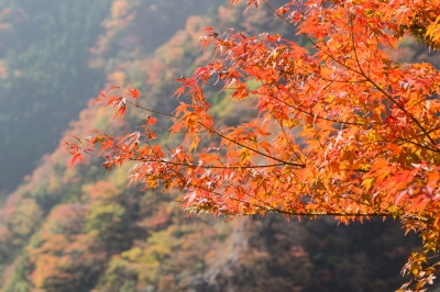 soku_22415.jpg :: 自然 風景 紅葉 もみじ 高の瀬峡 