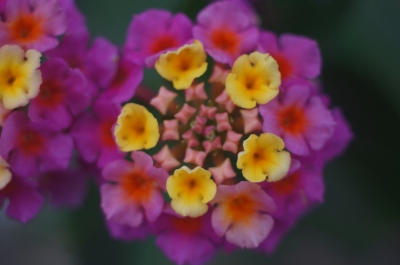 soku_22432.jpg :: 植物 花 ピンクの花 