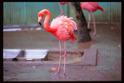 soku_22510.jpg :: MINOLTA α.9 Sonnar T* 135mm F1.8 ZA PROVIA400X 茶臼山動物園 