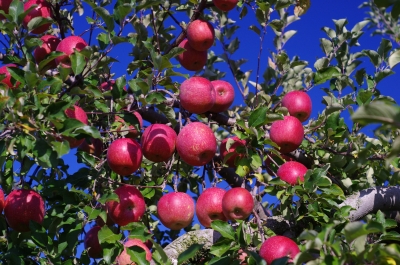 soku_22528.jpg :: りんごの木 林檎 