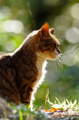 soku_22587.jpg :: 動物 哺乳類 猫 ネコ 