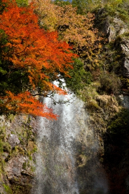 soku_22636.jpg :: 風景 自然 滝 樽の滝 