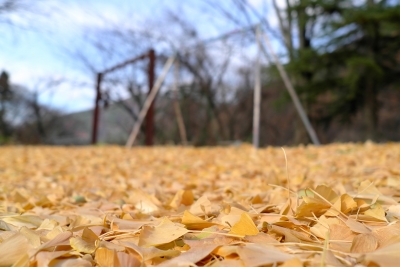 soku_22699.jpg :: 銀杏 イチョウ 落ち葉の絨毯 
