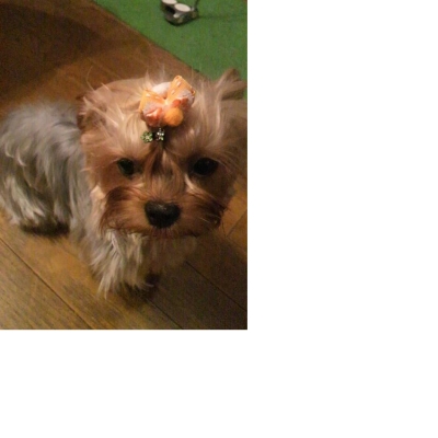 soku_22709.jpg :: 動物 ペット 犬 ヨークシャテリア 