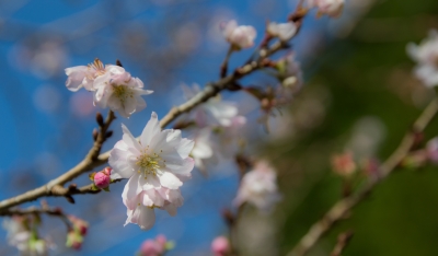 soku_22728.jpg :: 植物 花 桜 サクラ 