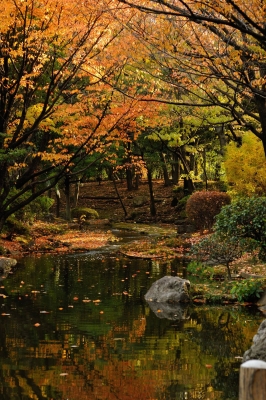 soku_22759.jpg :: 風景 自然 紅葉 水分 