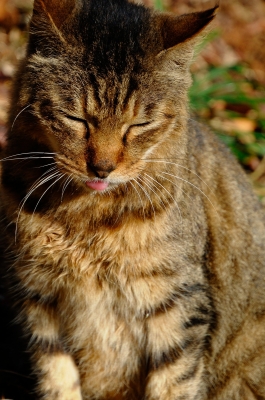 soku_22767.jpg :: 動物 哺乳類 猫 ネコ 