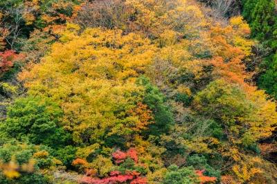 soku_22807.jpg :: 風景 自然 森林 紅葉林 
