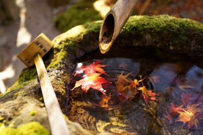 soku_22808.jpg :: 風景 自然 紅葉 寺社の紅葉 落ち葉 