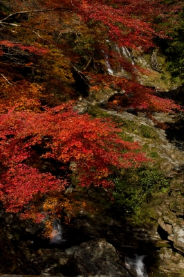 soku_22852.jpg :: 風景 自然 紅葉 