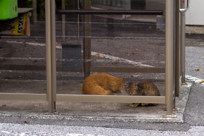 soku_22962.jpg :: 動物 哺乳類 猫 ネコ 