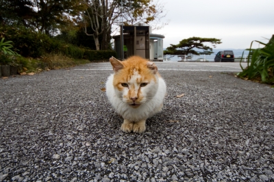 soku_22963.jpg :: 動物 哺乳類 猫 ネコ 