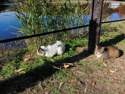 soku_23193.jpg :: PowerShotS95 風景 自然 水分 コンデジ埼玉 lock 湖 八丁湖 動物 哺乳類 猫 ネコ 