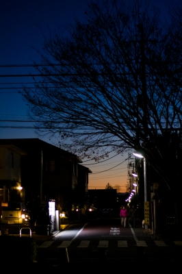 soku_23203.jpg :: 夕暮れ 夕焼け 横断歩道 犬 樹木 シルエット 