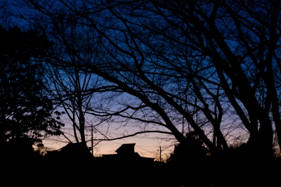 soku_23204.jpg :: 夕暮れ シルエット 樹木 風景 
