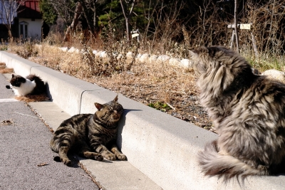 soku_23244.jpg :: 動物 哺乳類 猫 ネコ道路 