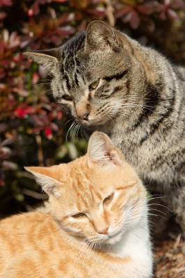 soku_23263.jpg :: 動物 哺乳類 猫 ネコズ 