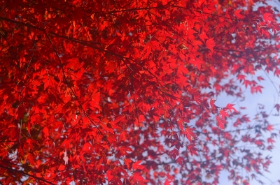 soku_23269.jpg :: 風景 自然 紅葉 赤い紅葉 