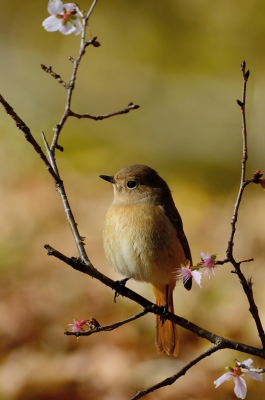 soku_23302.jpg :: 動物 鳥 野山の鳥 ジョウビタキ 冬桜 