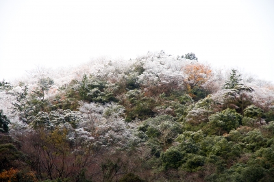 soku_23317.jpg :: 植物 樹木 樹氷 